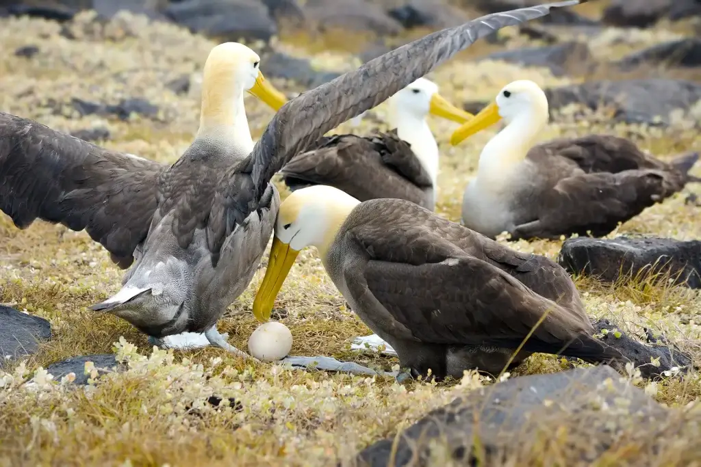 Albatross Physical Characteristics