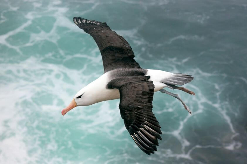 Albatross