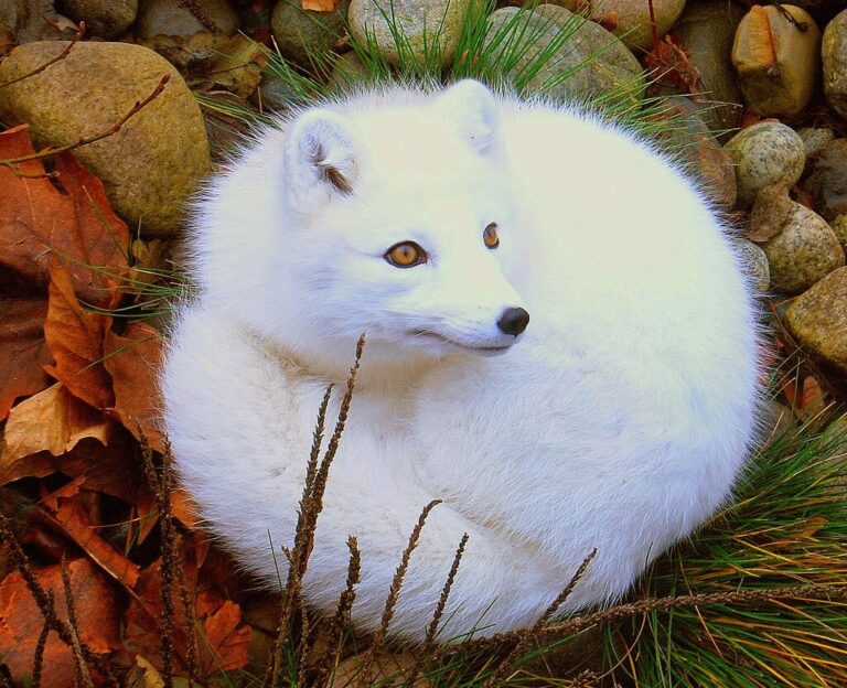 Arctic Fox