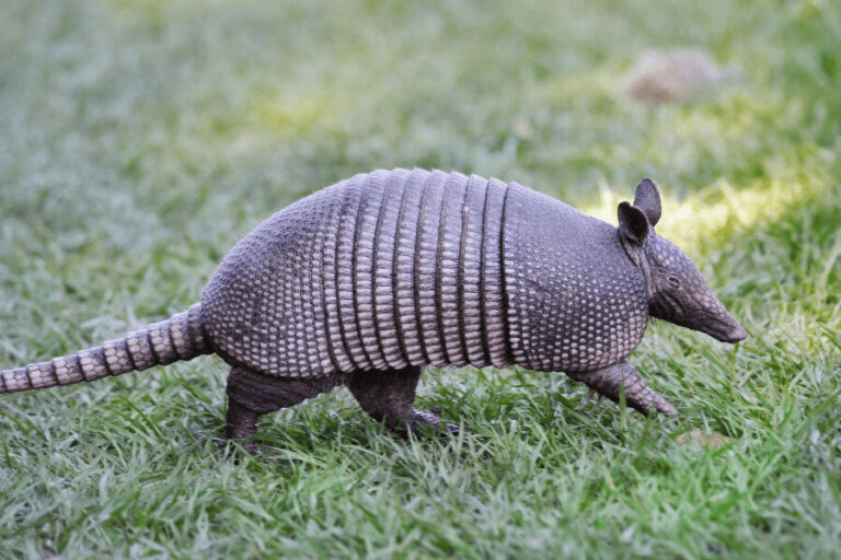 Armadillo