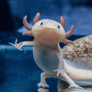 Axolotl