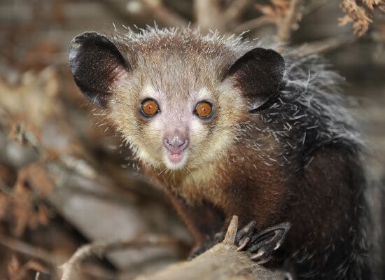 Aye-Aye