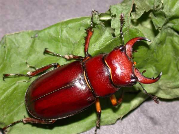 Beetle