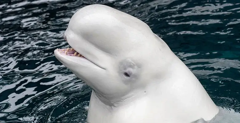 Beluga Whale