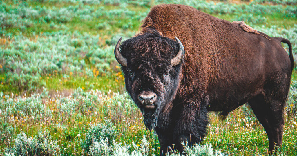 Bison