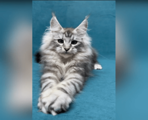 Can Maine Coon Cats Eat Raw Meat