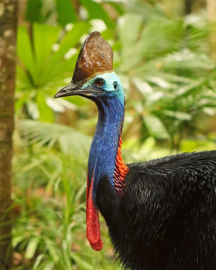 Cassowary