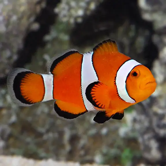 Clownfish