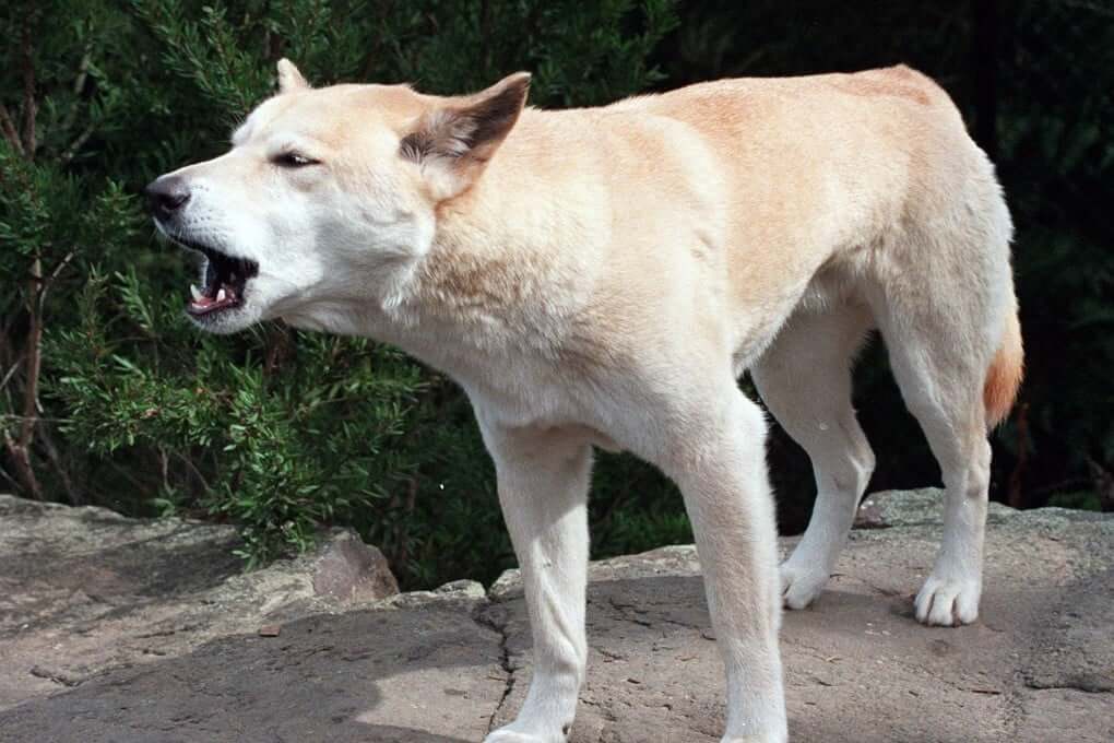 Dingo