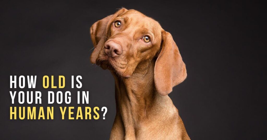 Dog Age Calculator