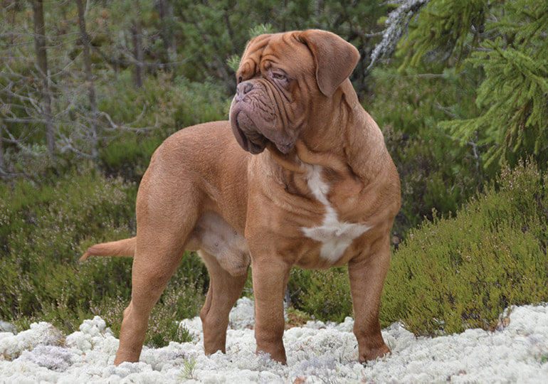 Dogue De Bordeaux Dog