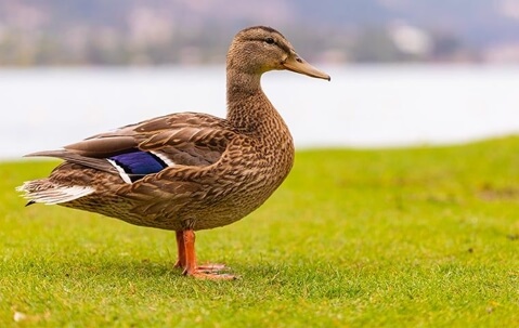 Duck