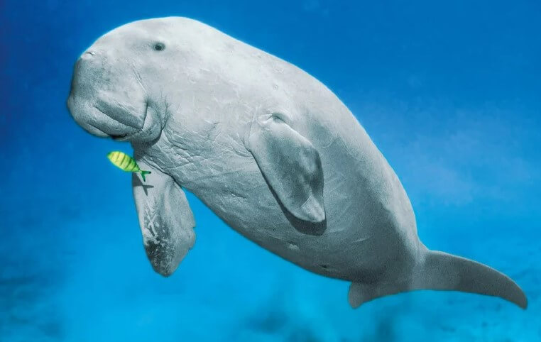 Dugong