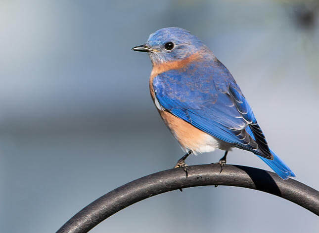 Eastern Bluebird