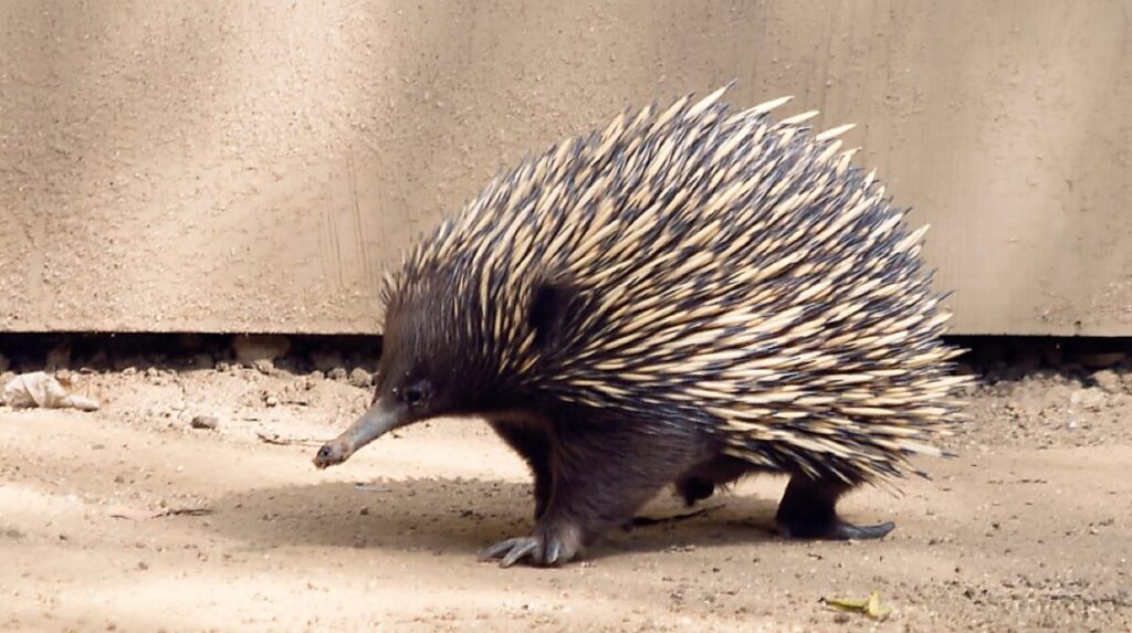 Echidna