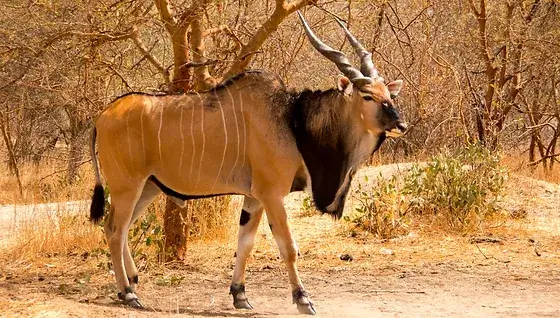 Eland