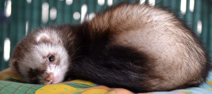 Ferret