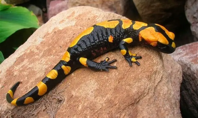 Fire Salamander