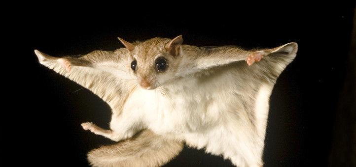 Flying Squirrel