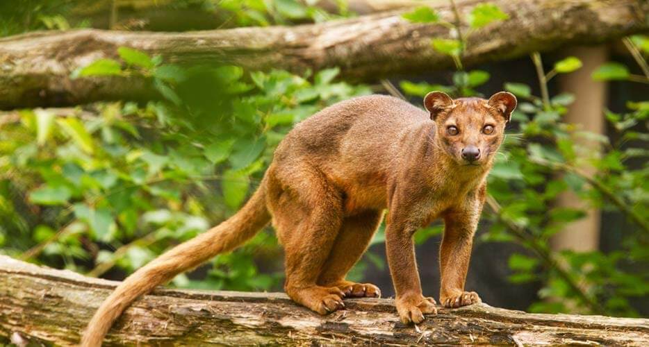 Fossa