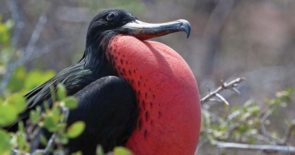 Frigatebird