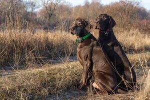 GPS Invisible Fences for Pet Safety