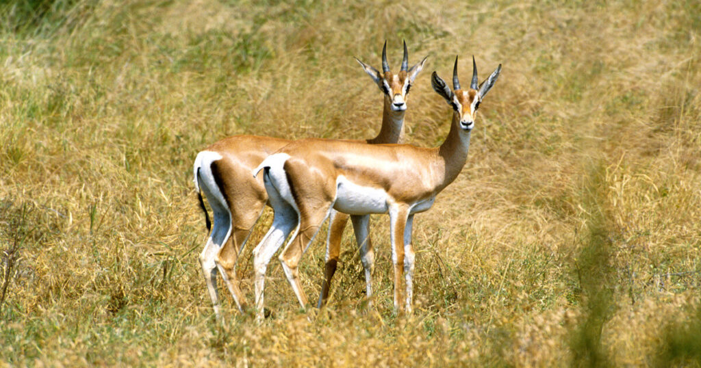 Gazelle