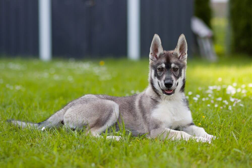 What Size Is a German Shepherd Husky Mix?