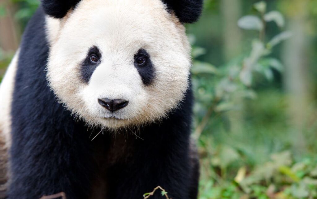 Giant Panda