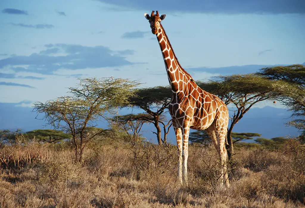 Giraffe