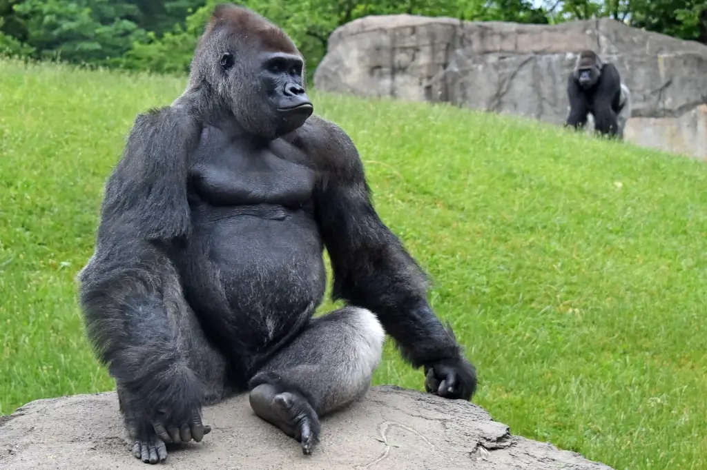 Gorilla