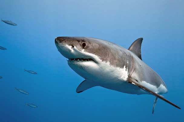 Great White Shark