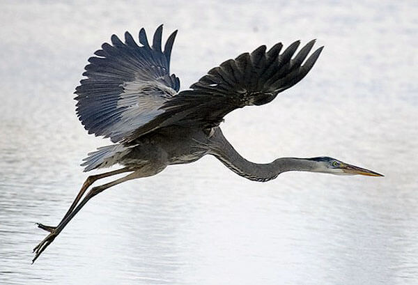 Heron