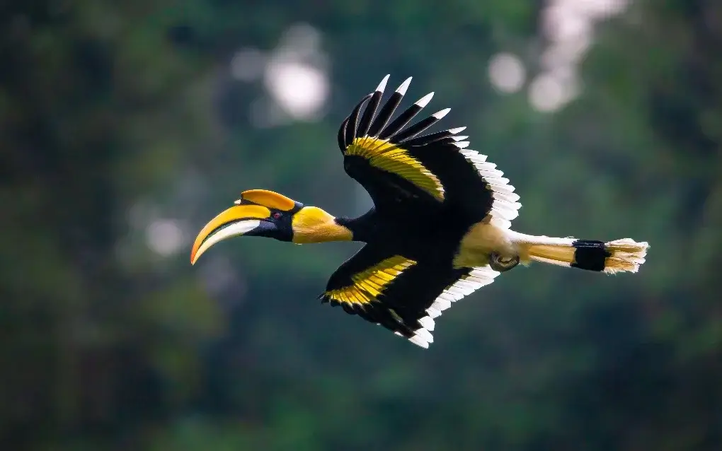 Hornbill