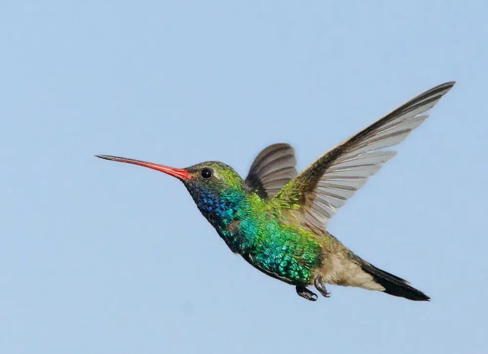 Hummingbird