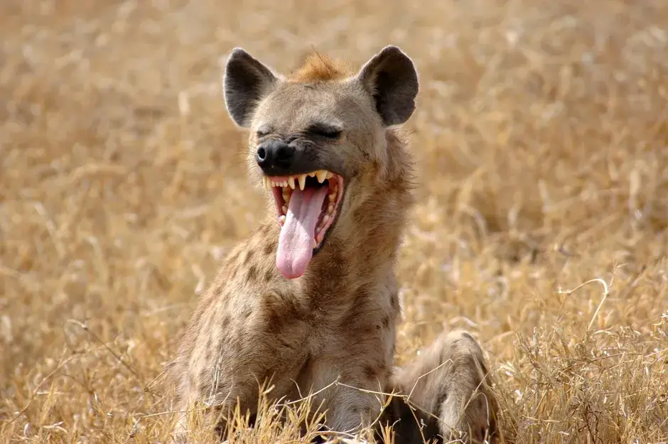 Hyena