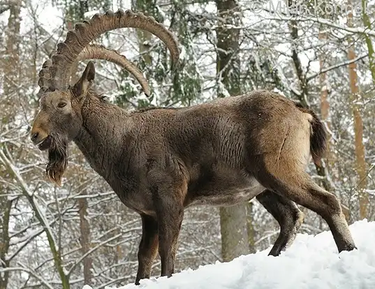 Ibex