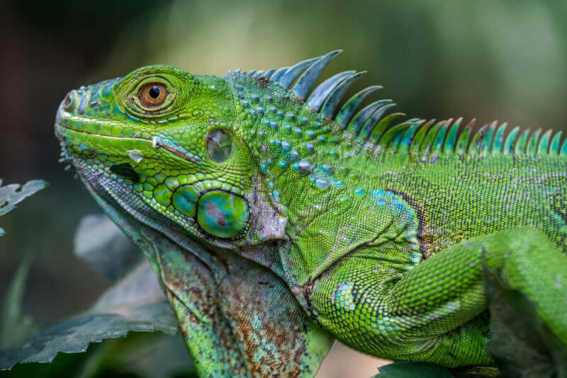 Iguana