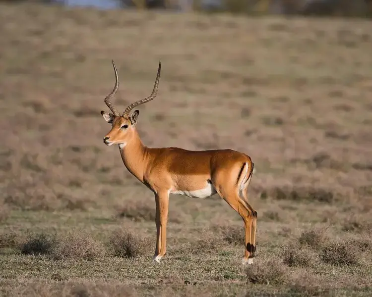 Impala