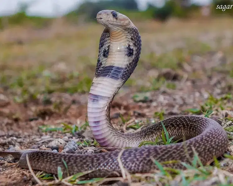 Indian Cobra