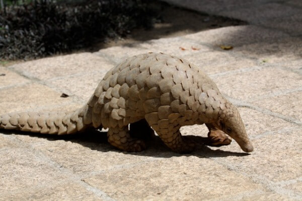 Indian Pangolin