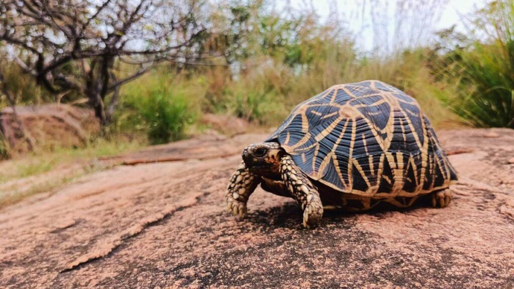 Indian Star Tortoise