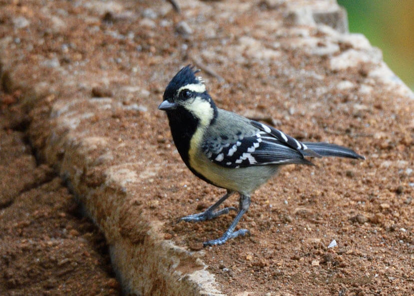 Indian Yellow Tit