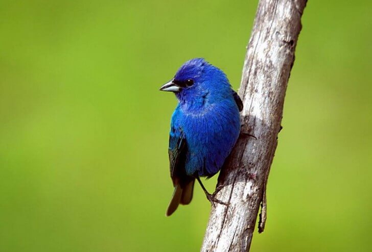 Indigo Bunting