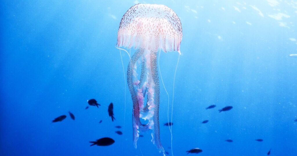 Irukandji Jellyfish