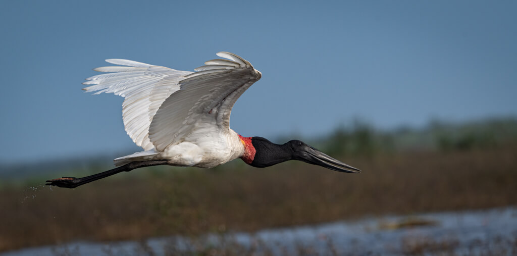 Jabiru