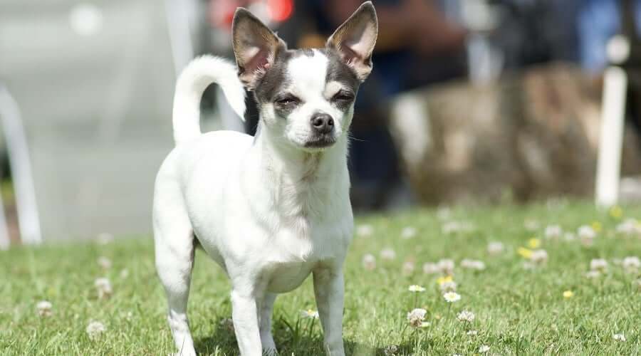 Jack Russell Chihuahua Mix dog breed