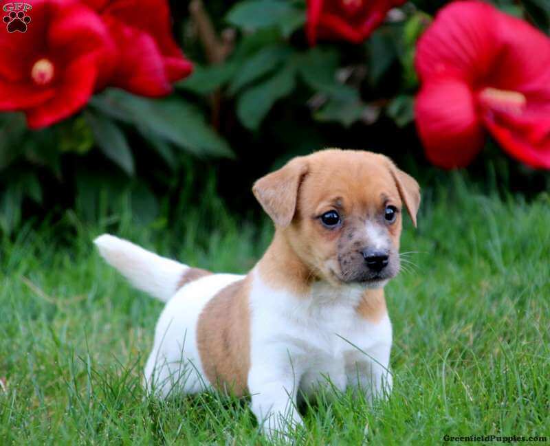 Jack Russell Chihuahua Mix dog