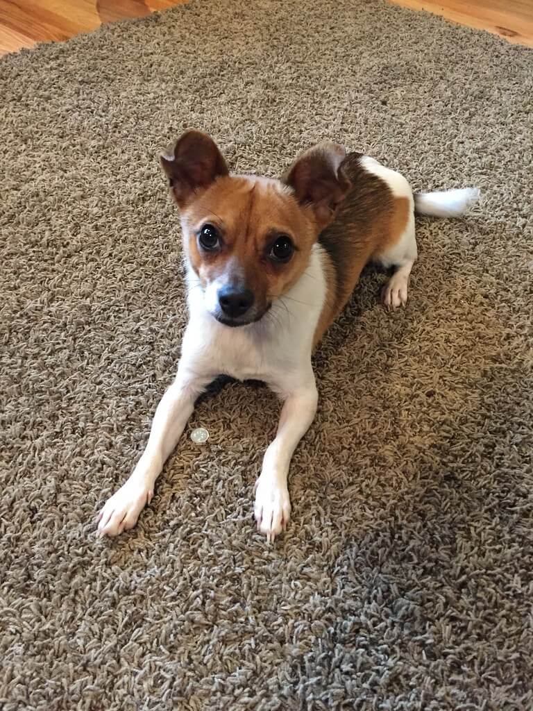 Jack Russell Chihuahua Mix