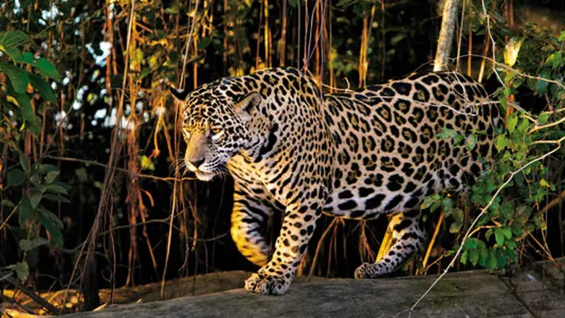 Jaguar Physical Characteristics